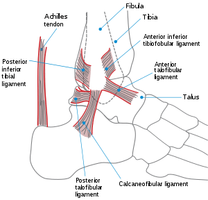 a diagram of the ankle ligaments