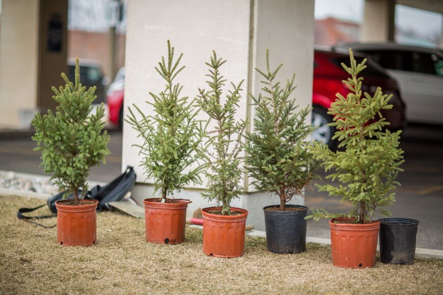 a row of evergreen trees in pots, waiting to be planted
