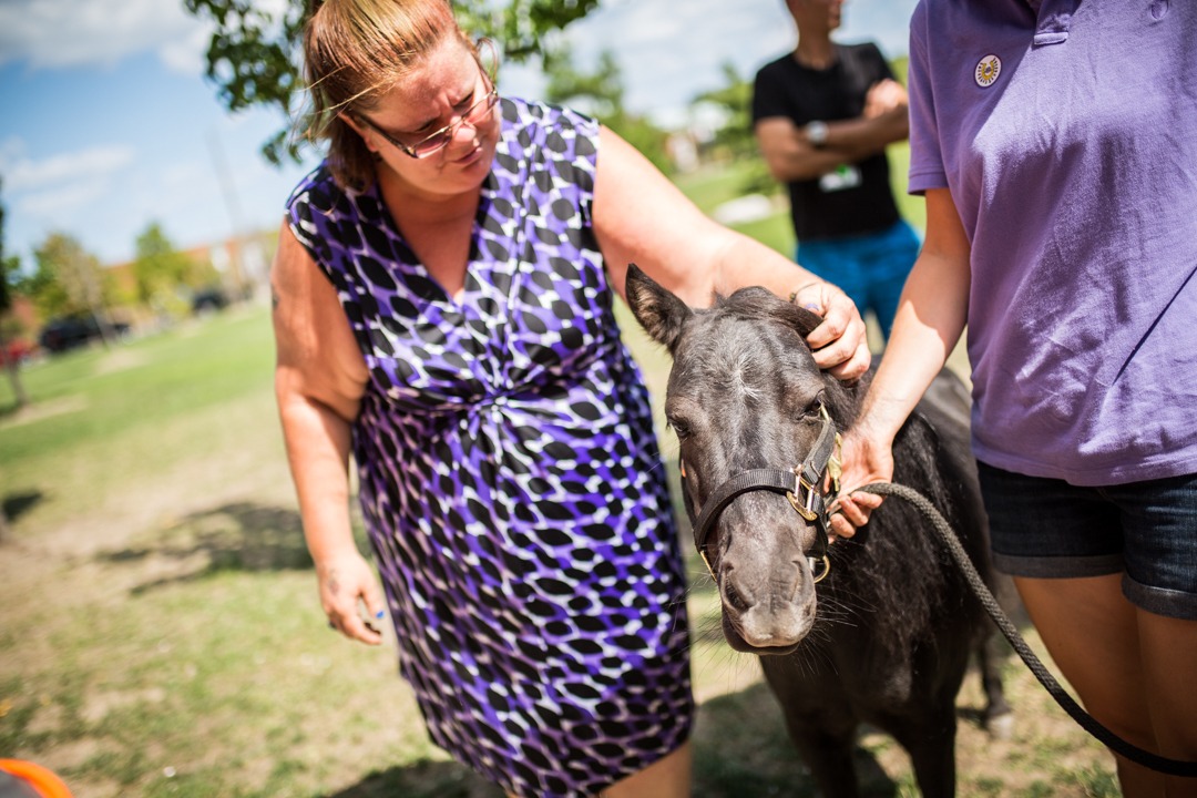 ponies and goat at rehab centre-11